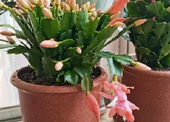植物常识问题|扦插成活的蟹爪兰为何长时间不生长