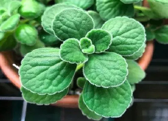 植物常识问题|碰碰香在冬季如何养护