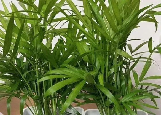 植物常识问题|椰子品种