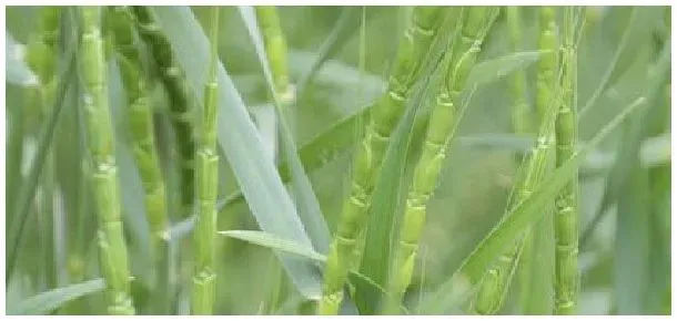 节节麦防治时间 | 农业答疑