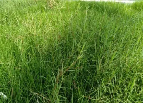 植物常识问题|草坪种子哪个品种好 一般草坪草种子什么时候播种