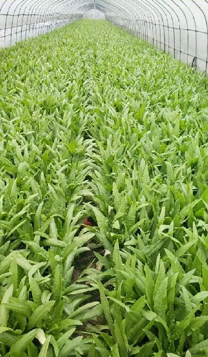 植物常识问题|蔬菜栽培技术与管理方法