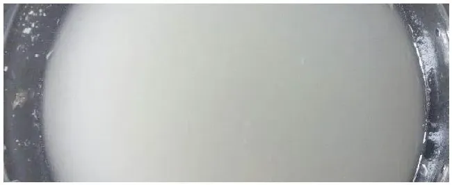 发酵淘米水浇花比例 | 科普知识