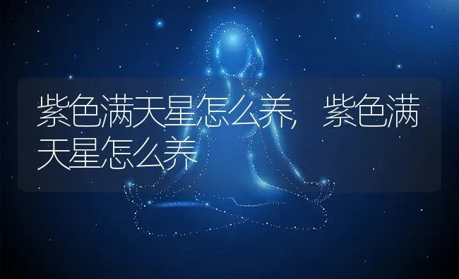 紫色满天星怎么养,紫色满天星怎么养 | 养殖常见问题