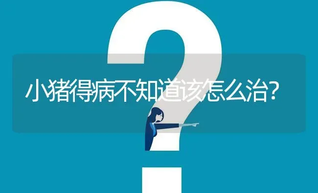 小猪得病不知道该怎么治? | 养殖问题解答