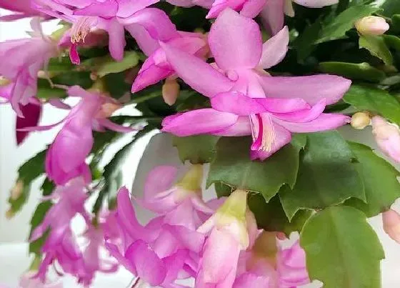 植物常识问题|扦插成活的蟹爪兰为何长时间不生长