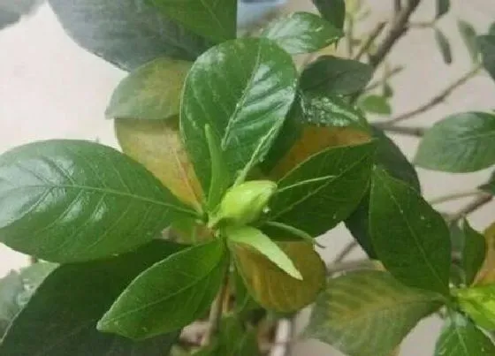 植物常识问题|栀子花黄叶怎么养护叶片容易恢复