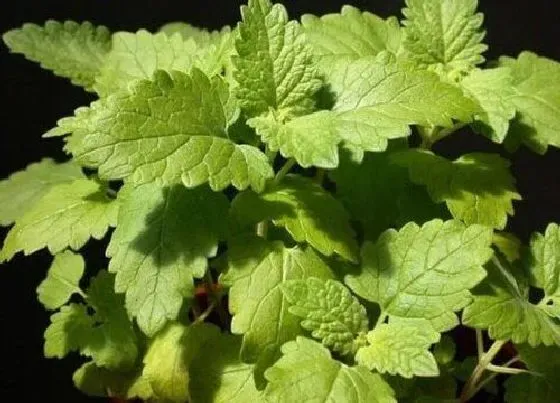 植物常识问题|荆芥和薄荷的区别 两者怎么区分