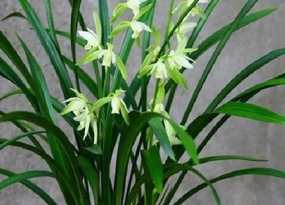 植物常识问题|室内养兰花如何浇水旺盛