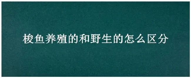 梭鱼养殖的和野生的怎么区分 | 农业常识