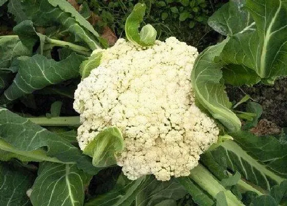 植物常识问题|过冬菜花的种植时间及管理技术（越冬花菜什么时候种植）