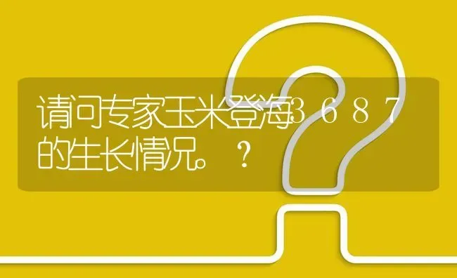 请问专家玉米登海3687的生长情况。? | 养殖问题解答