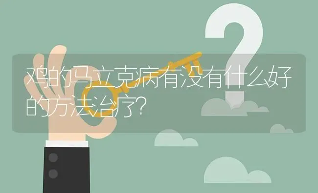 鸡的马立克病有没有什么好的方法治疗? | 养殖问题解答