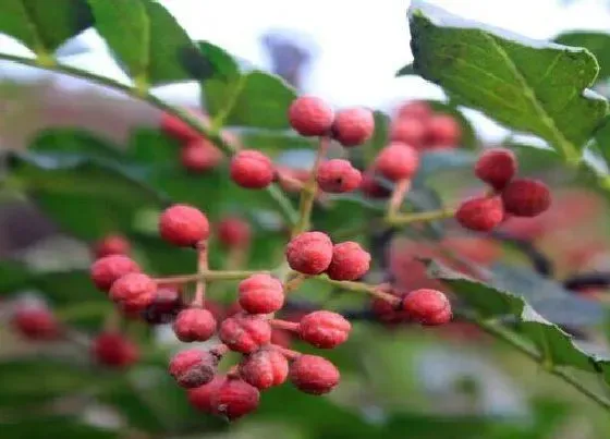 植物常识问题|椒目和花椒的区别