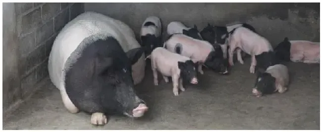 母猪发烧用什么药低温不食的用什么药治 | 三农问答