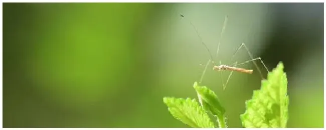 黑旋风杀虫剂注意事项 | 科普知识