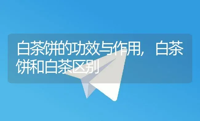 白茶饼的功效与作用,白茶饼和白茶区别 | 养殖常见问题