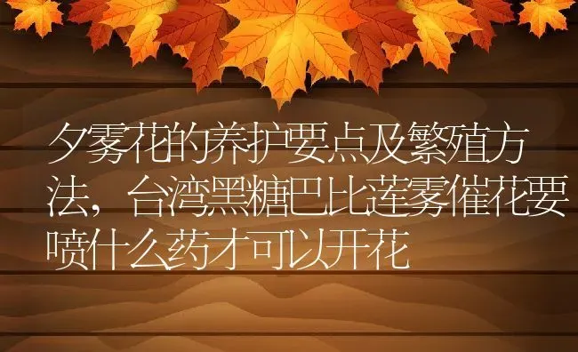 夕雾花的养护要点及繁殖方法,台湾黑糖巴比莲雾催花要喷什么药才可以开花 | 养殖常见问题