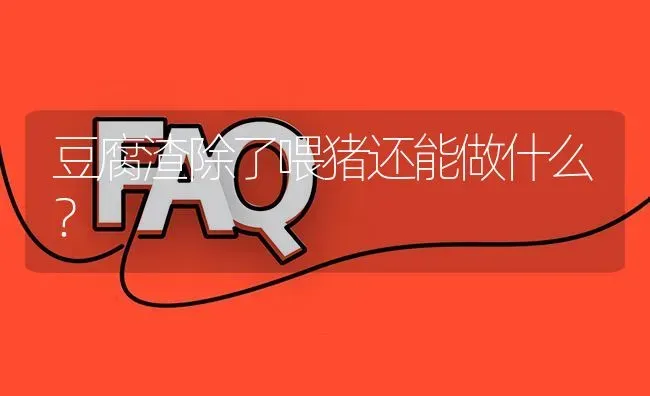 豆腐渣除了喂猪还能做什么? | 养殖问题解答