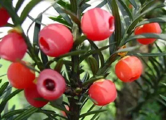 植物常识问题|红豆杉果子有什么作用与功效 红豆杉果实吃了有什么好处