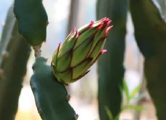 植物常识问题|火龙果为什么不开花不结果 盆栽火龙果只长枝不结果原因