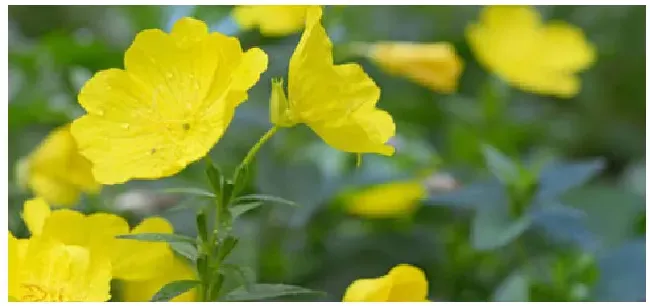 月见草是什么植物 | 农业问题