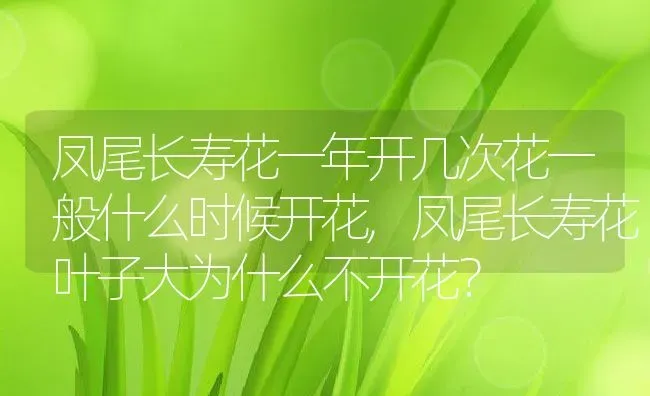 凤尾长寿花一年开几次花一般什么时候开花,凤尾长寿花叶子大为什么不开花？ | 养殖常见问题