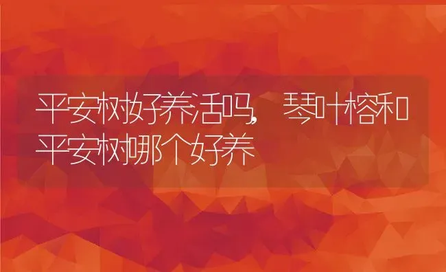 平安树好养活吗,琴叶榕和平安树哪个好养 | 养殖常见问题