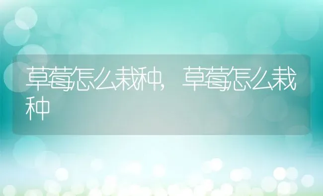 草莓怎么栽种,草莓怎么栽种 | 养殖常见问题