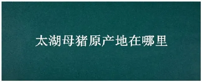 太湖母猪原产地在哪里 | 农业答疑