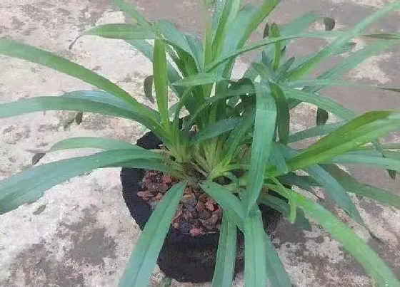 植物常识问题|虎头兰哪个品种好 有几个品种及图片