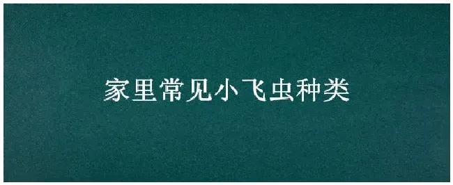 家里常见小飞虫种类 | 三农答疑