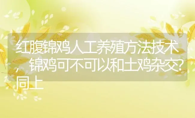 红腹锦鸡人工养殖方法技术,锦鸡可不可以和土鸡杂交?同上 | 养殖常见问题