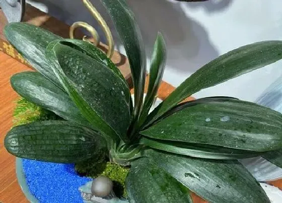 植物常识问题|君子兰底部叶片发黄如何修剪