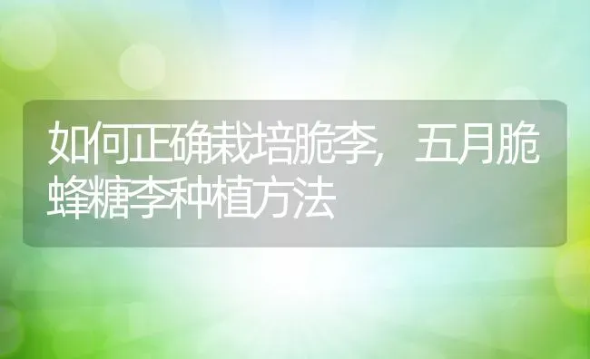 如何正确栽培脆李,五月脆蜂糖李种植方法 | 养殖常见问题