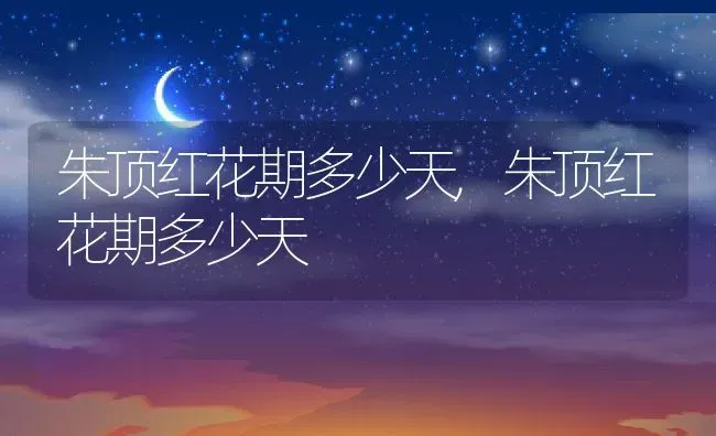 朱顶红花期多少天,朱顶红花期多少天 | 养殖常见问题