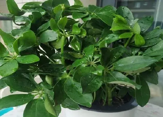 植物常识问题|鸭掌木如何养护轻松爆盆