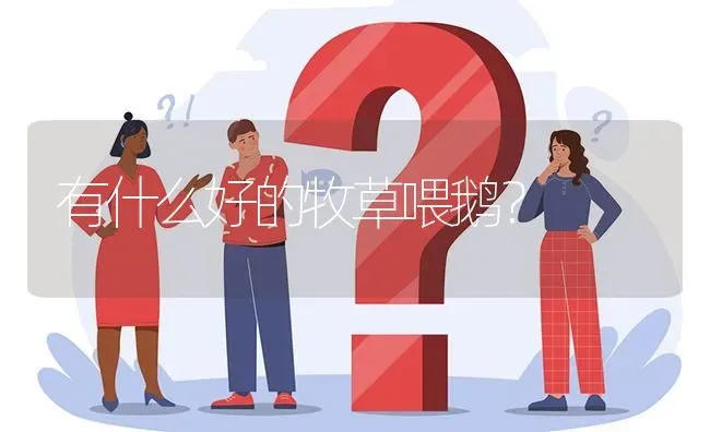 有什么好的牧草喂鹅? | 养殖问题解答