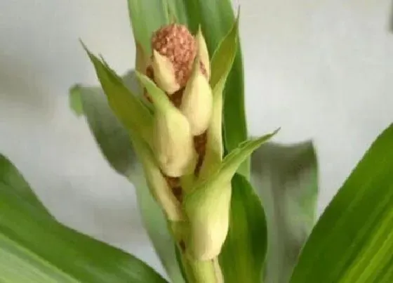 植物常识问题|龙血树开花象征着什么 龙血树开花结果的寓意