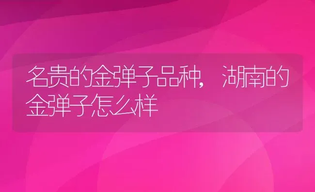 名贵的金弹子品种,湖南的金弹子怎么样 | 养殖常见问题