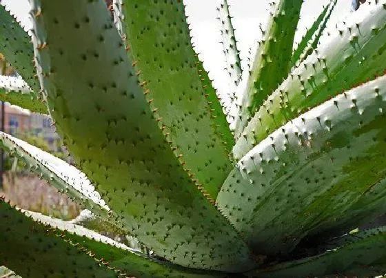 植物常识问题|夏季如何养殖芦荟越长越旺
