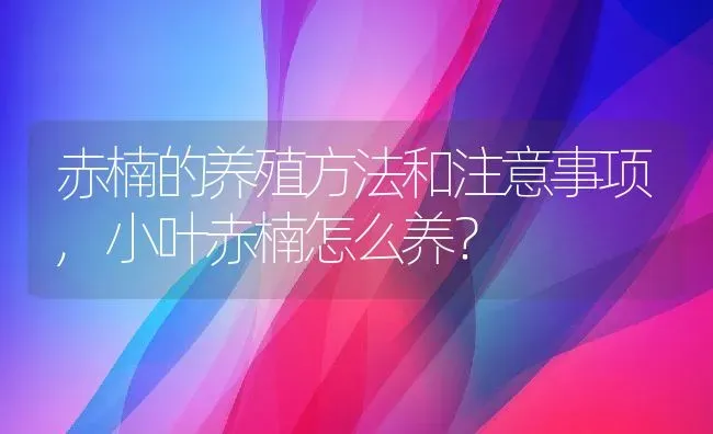 赤楠的养殖方法和注意事项,小叶赤楠怎么养？ | 养殖常见问题