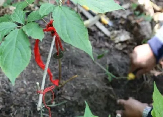 植物常识问题|人参会跑吗 为什么要绑红绳（挖人参的时候要系红绳）