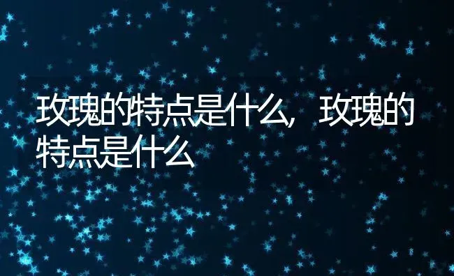 玫瑰的特点是什么,玫瑰的特点是什么 | 养殖常见问题