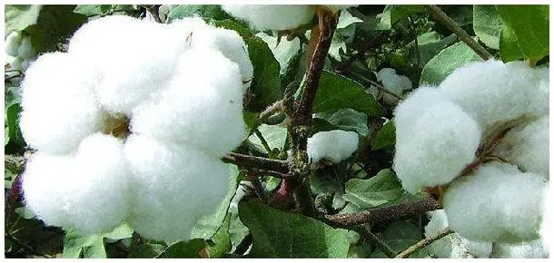 棉花是农产品吗 | 生活常识