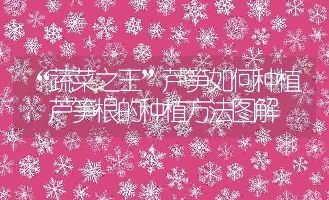 “蔬菜之王”芦笋如何种植,芦笋根的种植方法图解 | 养殖常见问题