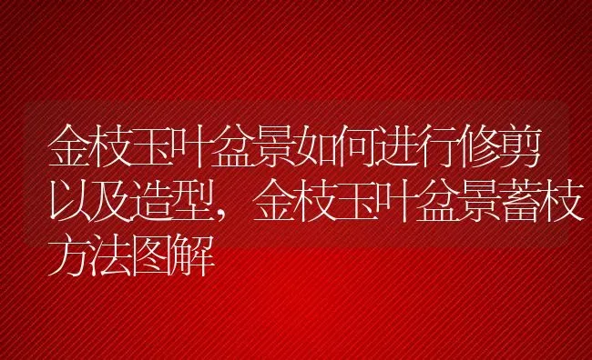 金枝玉叶盆景如何进行修剪以及造型,金枝玉叶盆景蓄枝方法图解 | 养殖常见问题