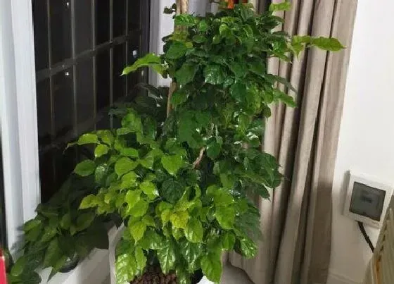 植物常识问题|养好绿宝必须得掌握它的四大要点