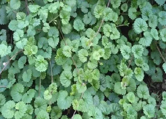 植物常识问题|透骨草长什么样子 开什么花（图片）