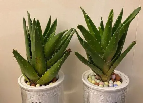 植物常识问题|夏季如何养殖芦荟越长越旺